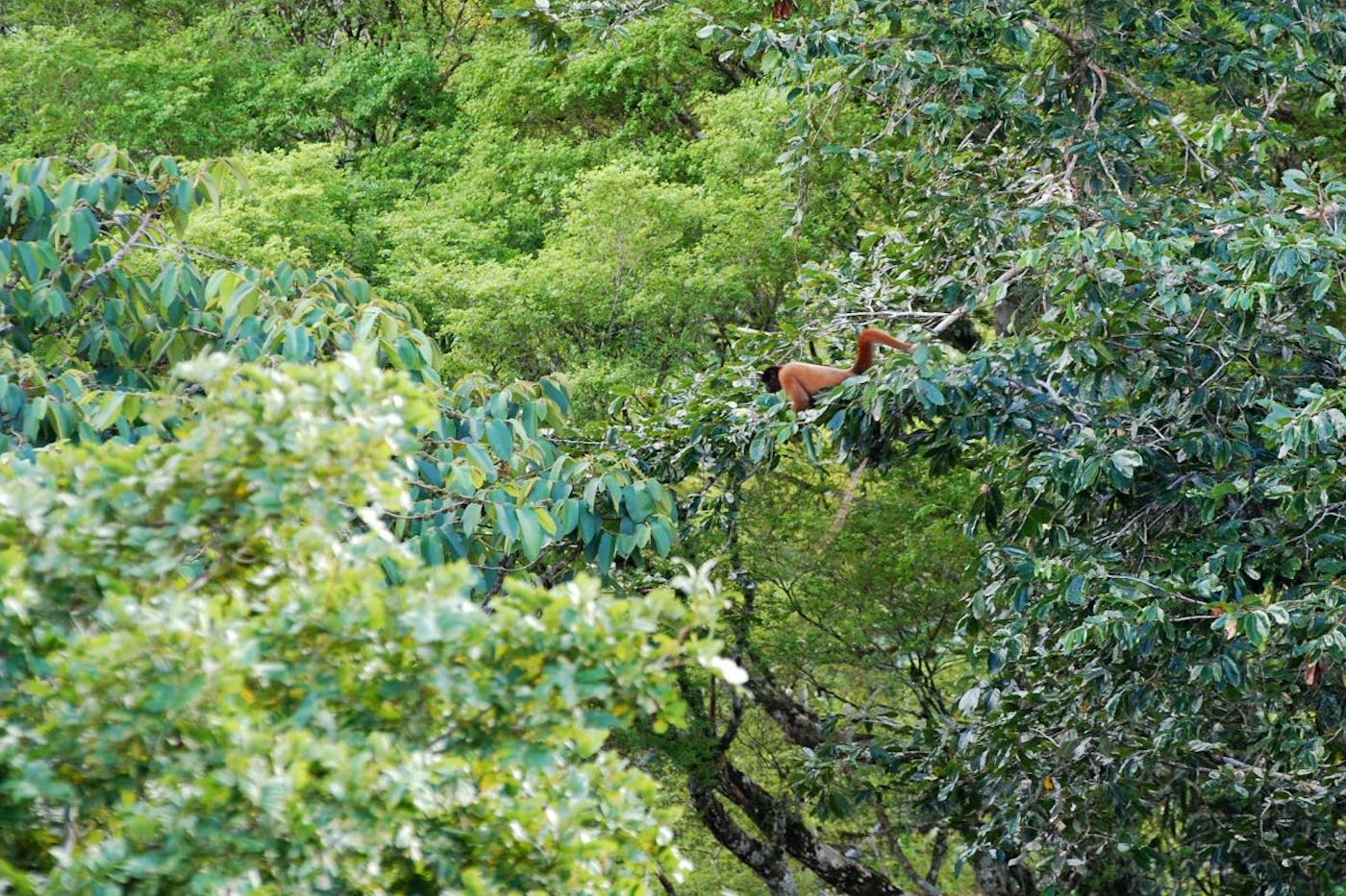 Central Amazonian Forests (NT19)